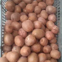 کیوی ارزان