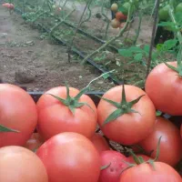 گوجه فرنگی تناژ|عمده‌فروشی|تهران, خانی‌آباد|دیوار