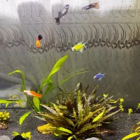 آکواریوم پلنت