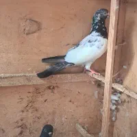 فروش یا معاوضه پرنده زیر قیمت و با اصالت