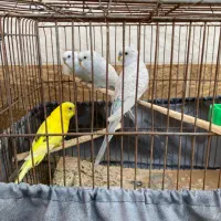 مرغ عشق|پرنده|بهبهان, |دیوار