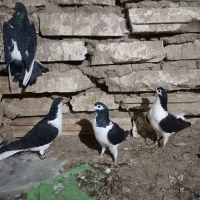 کفتر بوم|پرنده|مشهد, شهرک شیرین|دیوار