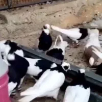 طوقی|پرنده|اسفرورین, |دیوار