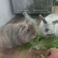 خرگوش|موش و خرگوش|اردبیل, |دیوار