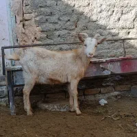 فروش بز سانن و بزغاله ماده|حیوانات مزرعه|سبزوار, ابارش|دیوار