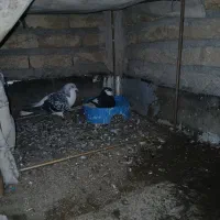 یک جفت ساده دم تخم بایک سبز نر جوون مفت