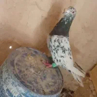 کبوتر کاشمر