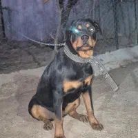 توله روتوایلر صرب