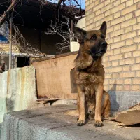 واگذاری توله ژرمن اصیل