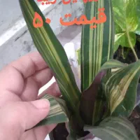 گل های زیبا|گل و گیاه طبیعی|آستارا, |دیوار