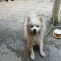 پامرانین نر دوساله وزن 1500|سگ|مبارکه, |دیوار