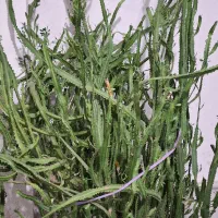 فروش کاکتوس آفوربیا|گل و گیاه طبیعی|عجب شیر, |دیوار