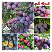 فروش ارقام نهال آلو