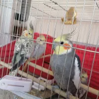 عروس|پرنده|سهند, |دیوار