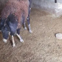 قوچ دونیم ساله دوقلوزا|حیوانات مزرعه|قلقل رود, |دیوار