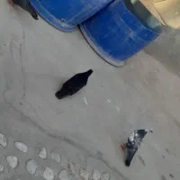 کفتر|پرنده|شیراز, فرگاز|دیوار