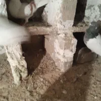 چنتا کفتر برا فروش نرم نرم هستن|پرنده|بروجرد, |دیوار