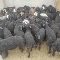 بره دورگ سیاه سام شالی