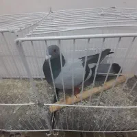 کفتر سبز آلمانی