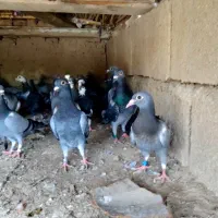 کبوتر سبز و مگسی