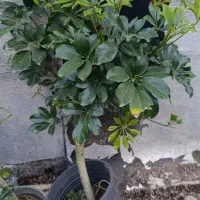 گل شلفرا ۱۰۰