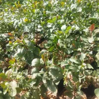 نهال پسته 1 ساله و 2 ساله