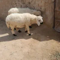 بره نر