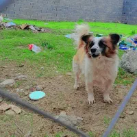 سگ پاکوتاه|سگ|بهشهر, |دیوار