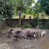 غاز اردک مرغ خروس|حیوانات مزرعه|رشت, جانبازان|دیوار