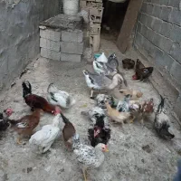 جوجه و قو غاز و خروسک محلی|حیوانات مزرعه|بهبهان, |دیوار