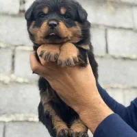 داگو گریت دین آکیتا آلابای خراسانی