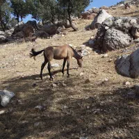 مادیون سالم