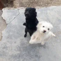 پاپی|سگ|اسدآباد, |دیوار