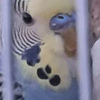 مرغ عشق|پرنده|قم, نیروگاه|دیوار