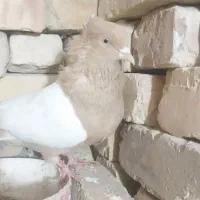 کبوتر رنگه