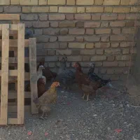 مرغ کوردی|حیوانات مزرعه|نهاوند, |دیوار
