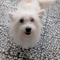 سگ خوشگل ومهربون در رشتیان