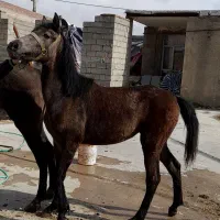 مادیان کورد ۷ ماهه کشاورز