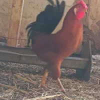 با سلام خروس زیبا