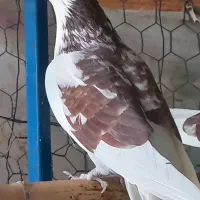 ماده جوانه با ضمانت