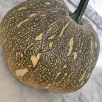 کاشت شلغم