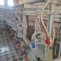 کارگر شیردوش مسلط و یک کارگر وسط کار