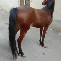 کره اسب جوان سه ساله