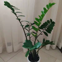 گلدان با گل زامفولیا