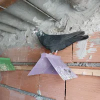 کبوتر آلمانی مسافتی رنگی|پرنده|کلاله, |دیوار