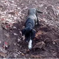 سگ گم شده|حیوانات|کلاله, |دیوار