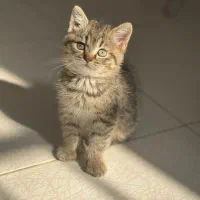 بچه گربه بریتیش|گربه|ساری, |دیوار