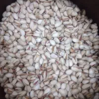 پسته احمد آقایی