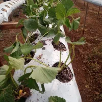 کارگر خانم برای کاشت گلخانه