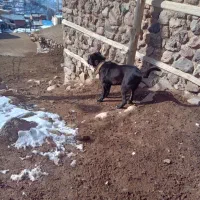 سگ سرابی ۷ ماهه